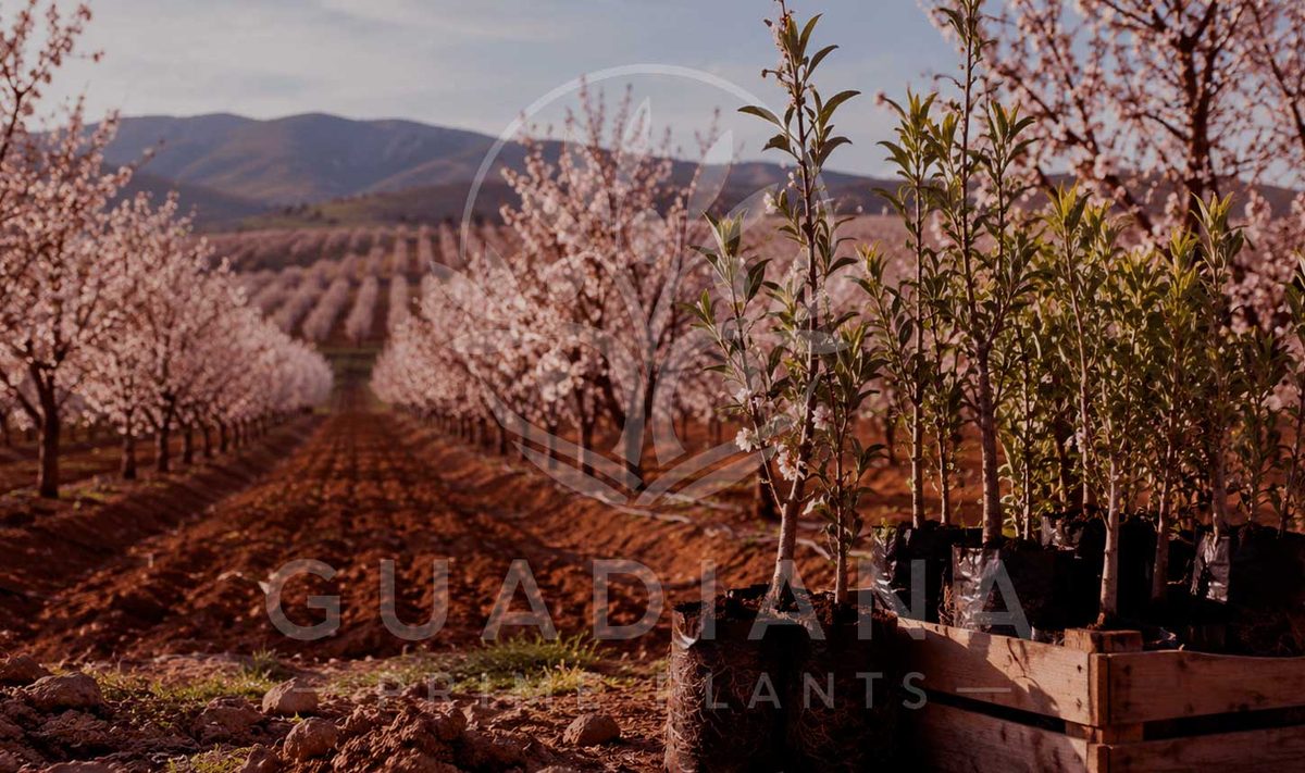 Planta de almendro