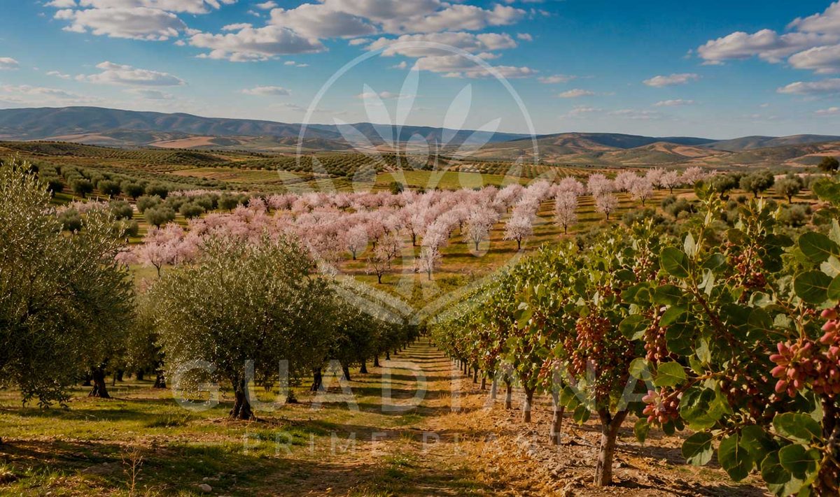 Cultivos leñosos en el suroeste peninsular: olivo, almendro y pistacho