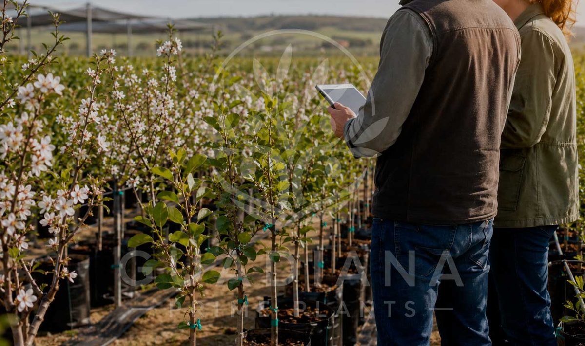 Planta de almendro y pistacho bajo pedido: solicitud a la carta