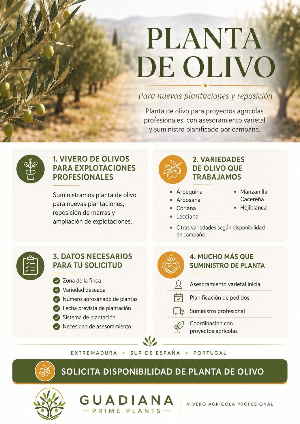 Infografía de planta de olivo de Guadiana Prime Plants: variedades, datos de pedido y suministro por campaña