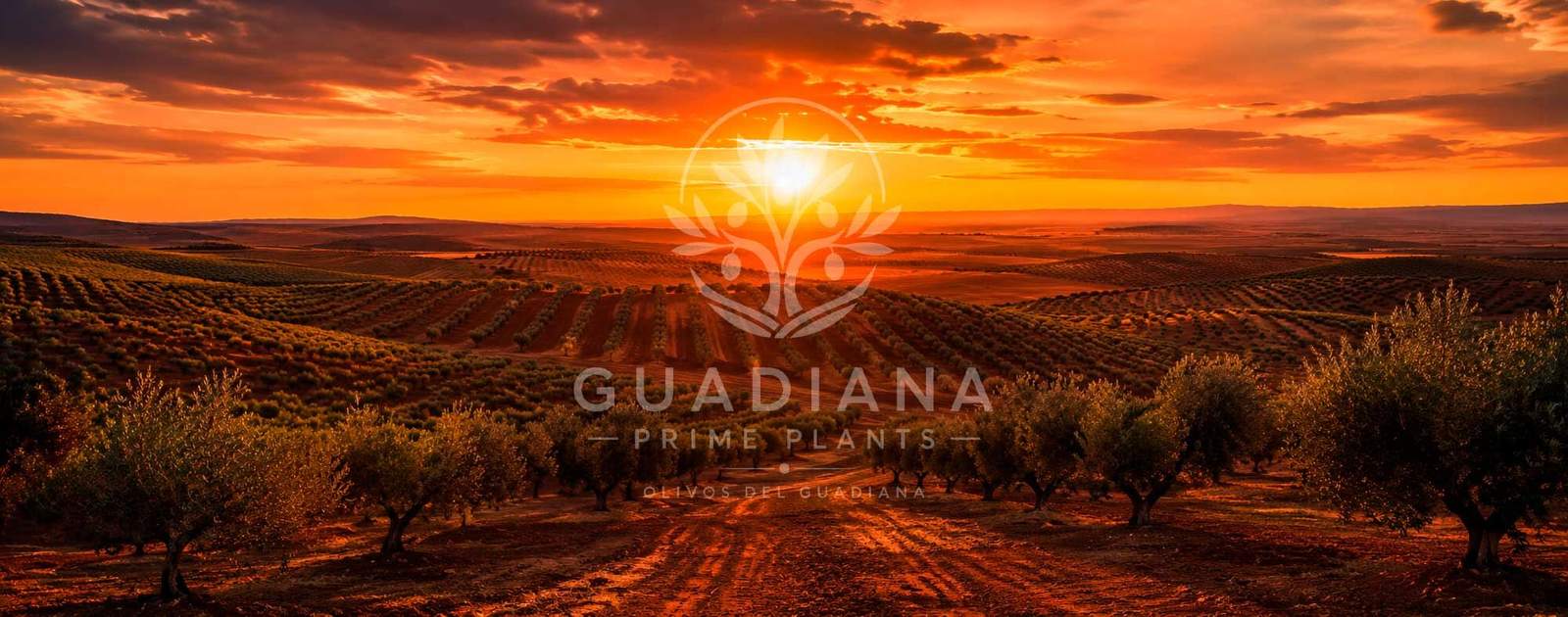 Olivar profesional en el suroeste peninsular