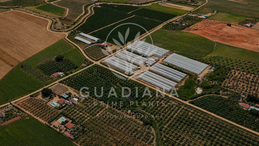 Vista aérea del vivero Guadiana Prime Plants y su entorno agrícola