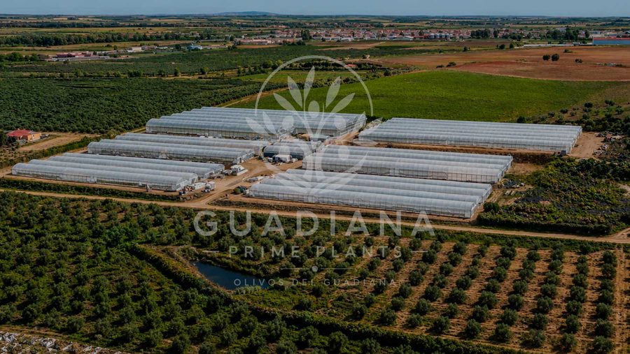 Vista aérea de los invernaderos del vivero Guadiana Prime Plants
