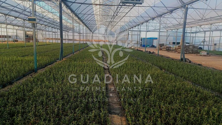 Interior del invernadero con planta de olivo en bandejas alineadas
