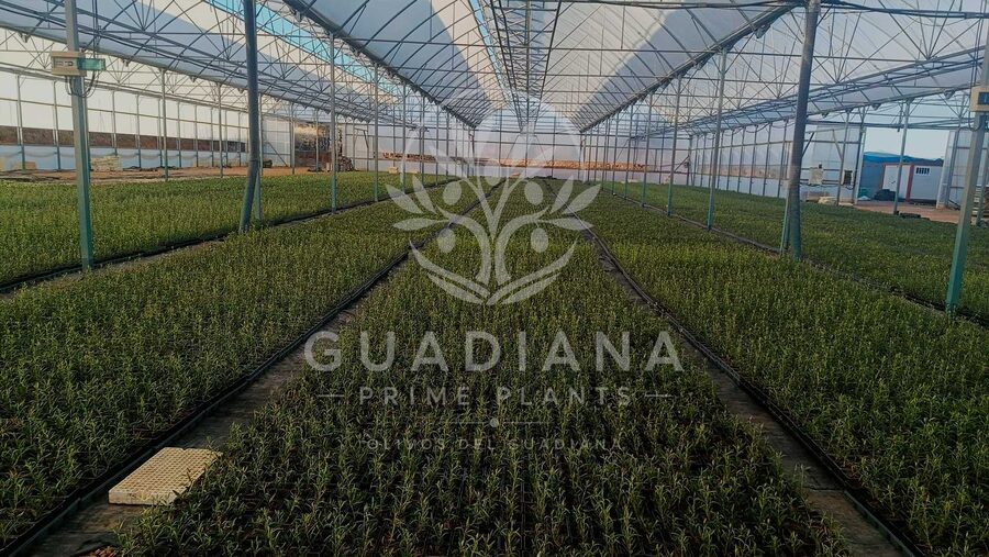 Invernadero del vivero con planta joven por campaña