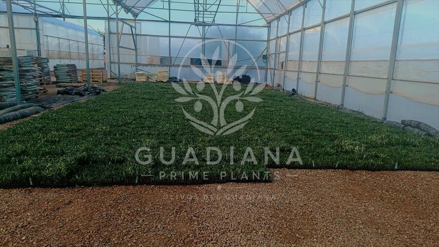Semillero de planta agrícola en el invernadero del vivero