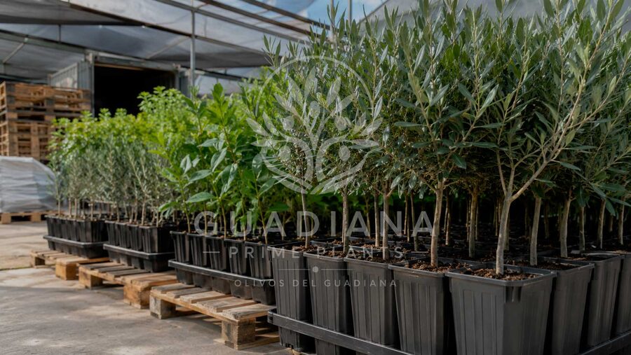 Planta agrícola en bandejas para explotaciones profesionales