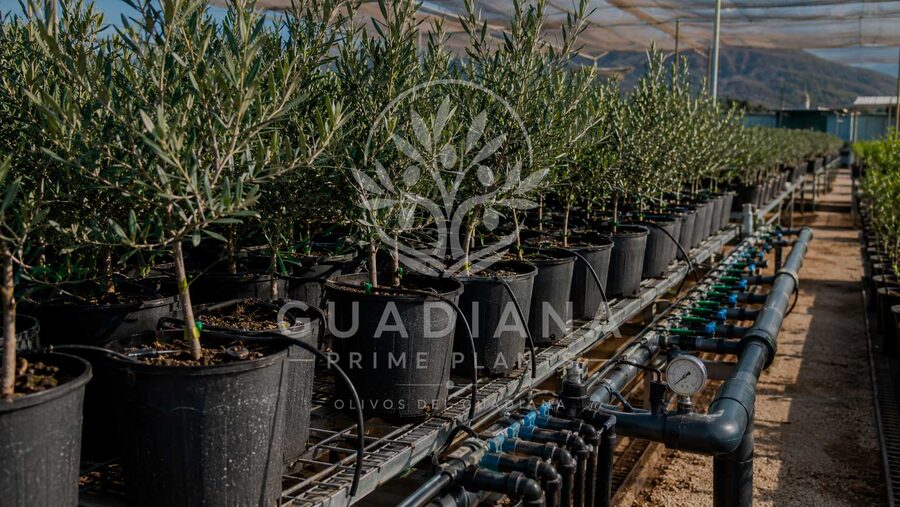 Zona de cultivo del vivero agrícola