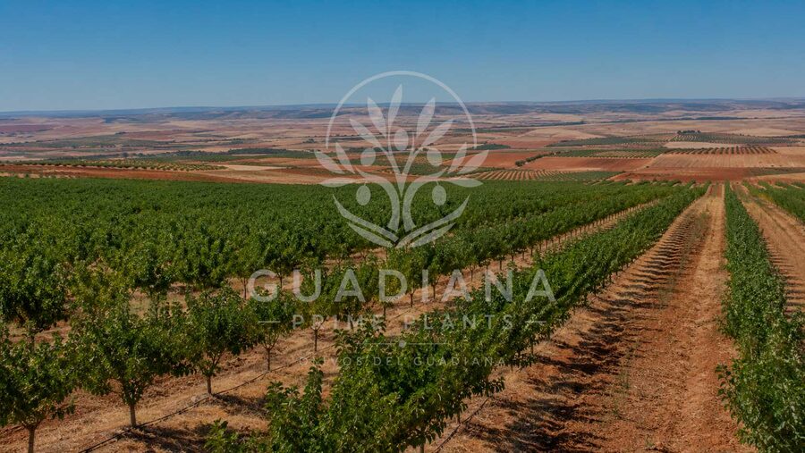 Lotes de planta agrícola por campaña
