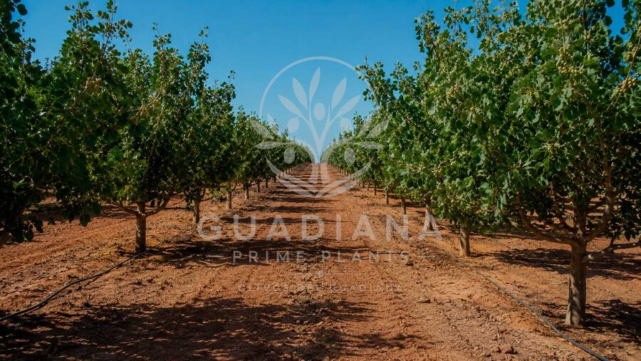 Instalaciones del vivero Guadiana Prime Plants